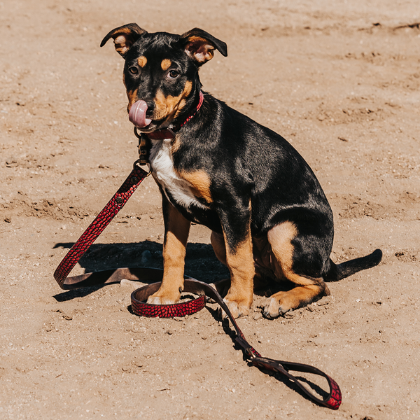 San Francisco 49ers Pro Dog Collar – 3 Red Rovers